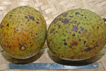 Horse-mango