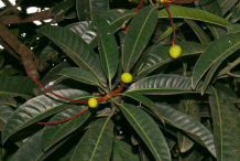 Leaves-of-Horse-Mango