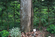 Trunk-of-Horse-Mango-tree