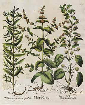 Horsemint-plant-illustration