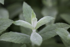 Horsemint-leaves