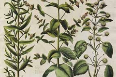 Horsemint-plant-illustration
