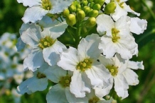 Close-up-flower-of-Horseradish