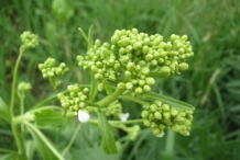 Flower-bud-of-Horseradish