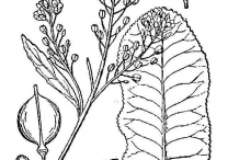 Horseradish-drawing