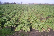 Horseradish-farm