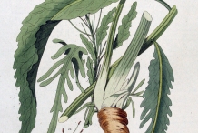 Horseradish-illustration