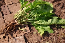 Horseradish-plant