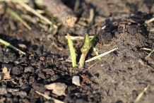 Horseradish-seedling