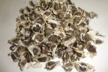 Horseradish-seeds