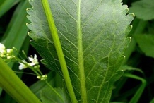 Horseradish-stem