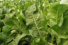 Leaves-of-Horseradish