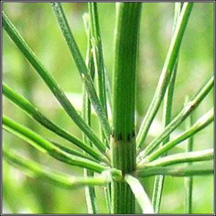 Closer-view-of-stem-of-Horsetail