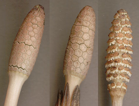 Cones-two-in-buds,-one-after-shedding-spores