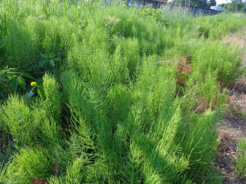 Horsetail-plant-growing-wild