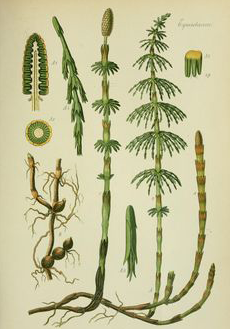 Plant-illustration-of-Horsetail