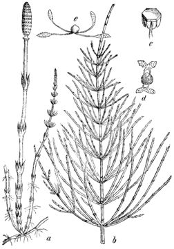 Sketch-of-Horsetail-plant