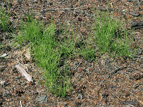 Small-Horsetail-plant