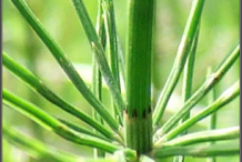 Closer-view-of-stem-of-Horsetail
