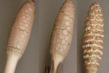 Cones-two-in-buds,-one-after-shedding-spores