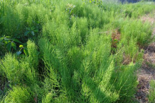 Horsetail-plant-growing-wild