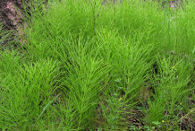 Horsetail-plants