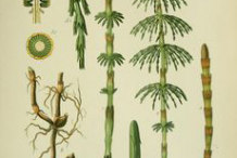 Plant-illustration-of-Horsetail