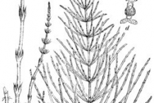 Sketch-of-Horsetail-plant