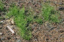 Small-Horsetail-plant