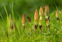 Young-shoots-of-Horsetail