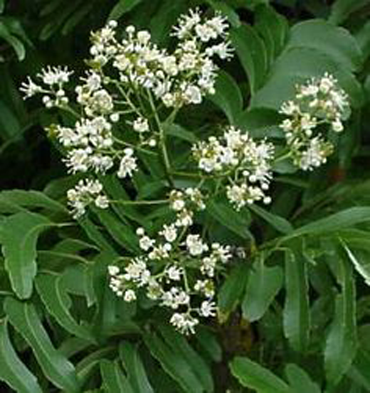 Flowers-of-Horsewood