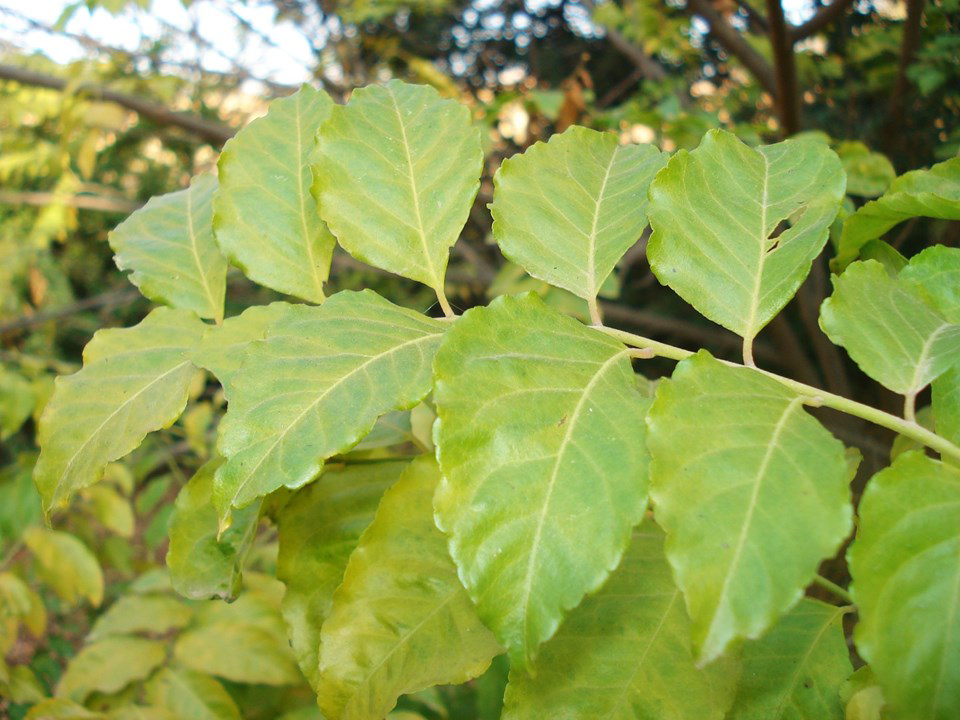Leaves-of-Horsewood