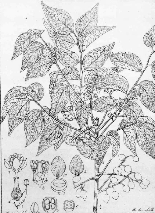Plant-illustration-of-Horsewood