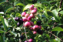 Maturing-fruits-of-Horsewood