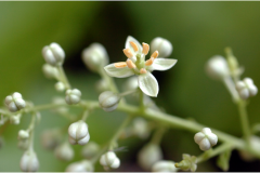 Closer-view-of-flowers-of-Horsewood