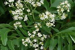 Flowers-of-Horsewood