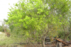 Horsewood-plant-growing-wild