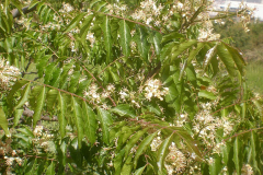 Horsewood-plant
