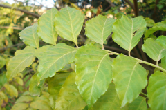 Leaves-of-Horsewood