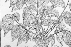 Plant-illustration-of-Horsewood