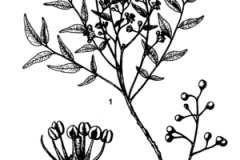 Sketch-of-Horsewood
