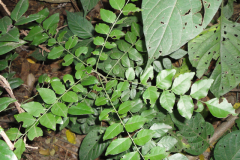 Small-Horsewood-plant