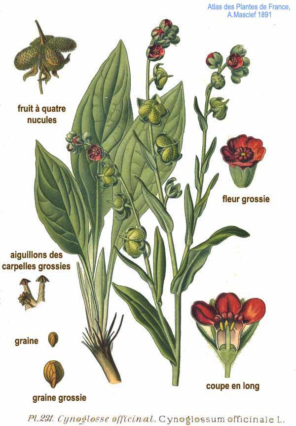 Plant-illustration-of-Hounds-Tongue