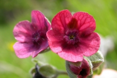 Close-view-of-Hounds-Tongue-flower