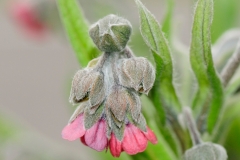 Flower-buds-of-Hounds-Tongue