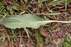Hounds-Tongue-leaves