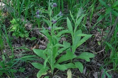 Hounds-Tongue-plant