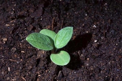 Hounds-Tongue-seedlings