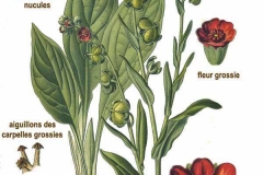 Plant-illustration-of-Hounds-Tongue