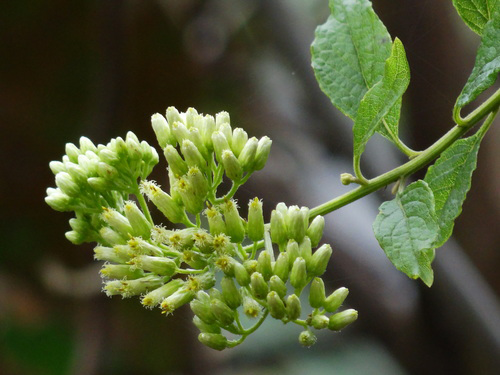 Flowering-buds-of-Hugas